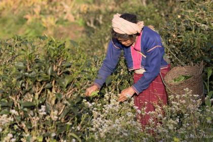Femme Palaung en costume traditionnel cueillant le thé - Yasakyi, Birmanie