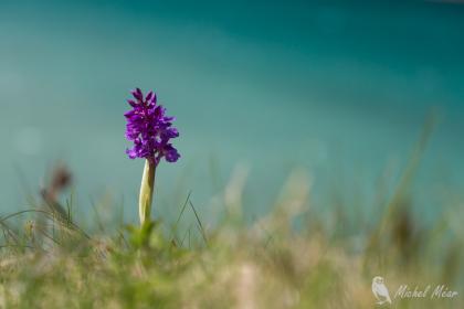 Kvalvika beach, orchis mâle.