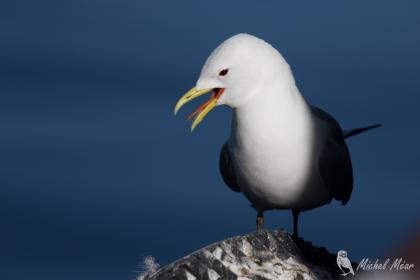 Mouette tridactyle - A i Lofoten