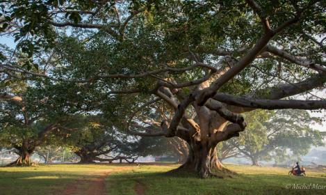 Ficus géant.