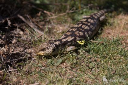 Blue-tongue Lizard, Wilsons Promontary NP