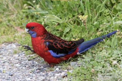 Perruche de Pennant, Wilsons Promontary NP