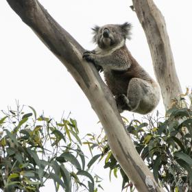 Koala, Kennett River