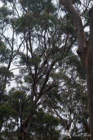Koala, Kennett River