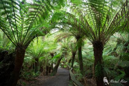Maits Rest Rainforest, Great Ocean Road