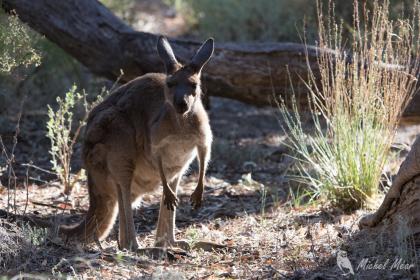Kangourou gris, Flinders Ranges NP