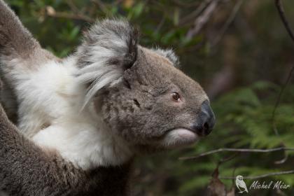 Koala, Kangaroo Island