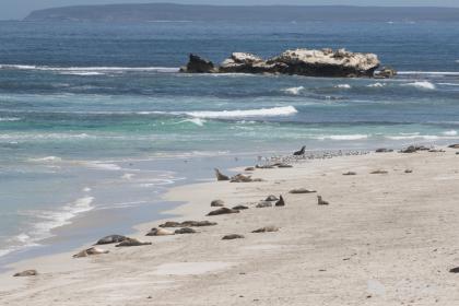 Lion de mer, Seal Bay, Kangaroo Island