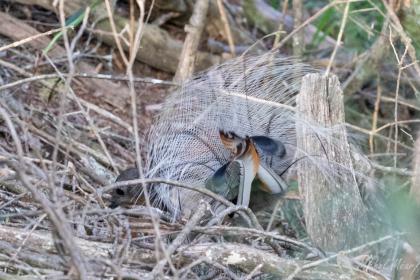 Ménure superbe  (Lyre Bird), Blue Mountains NP