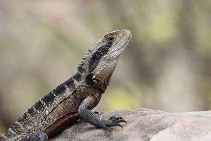 Eastern Water Dragon, Manly to Spit Bridge trail, Sydney