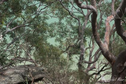 Manly to Spit Bridge trail, Sydney