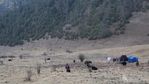 Camp de yaks.