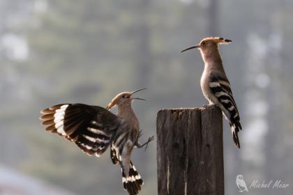 Huppes fasciées