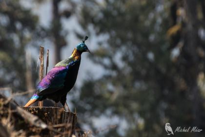 Lophophore resplendissant (Himalayan Monal)