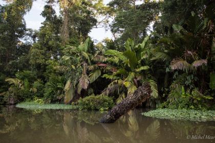 Tortuguero