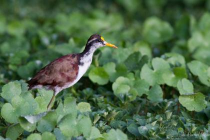Jacana du Mexique juvénile