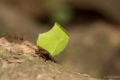 Fourmis coupeuses de feuilles.