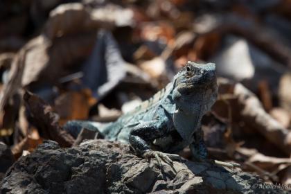Iguane sur la plage