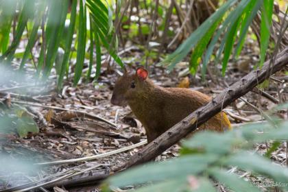 Un agouti joue à cache-cache.