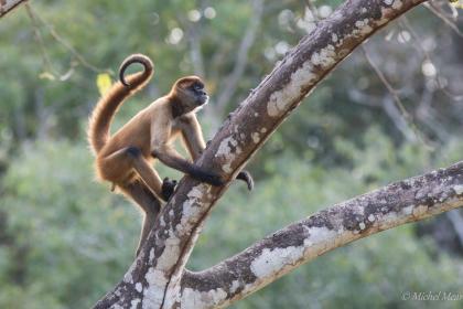 Singe araignée