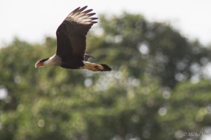 Caracara huppé