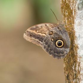 Papillon hibou