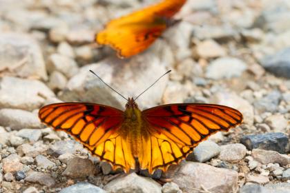 Mexican Silverspot