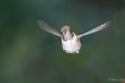 San Girardo de Dota, Colibri flammule.