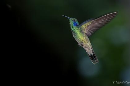 Colibri Thalassin