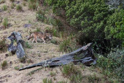 Coyotte qui déambule à flanc de montagne.