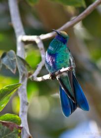 Colibri bleu