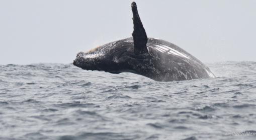 Baleine à bosse
