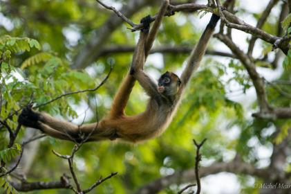singe araignée