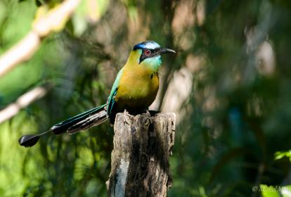 motmot houtouc