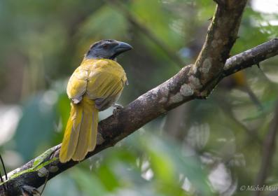 Saltator des grand-bois