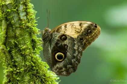 Papillon hibou