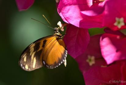 heliconius  hecale