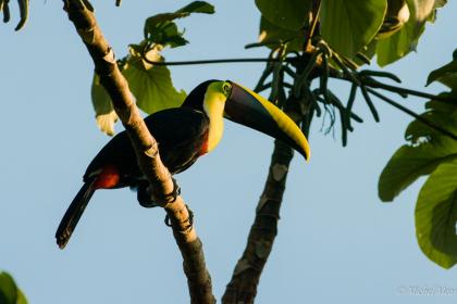 Toucan de Swainson