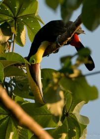 Toucan de Swainson