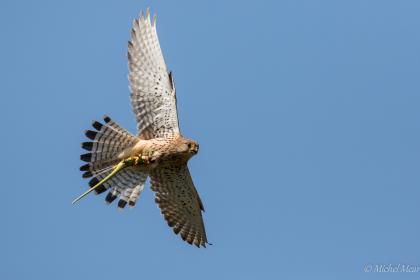 Faucon crécerelle venant de chasser un lézard vert.