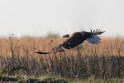 Enorme rapace, le pygargue à queue blanche peut atteindre 2,50m d'envergure.