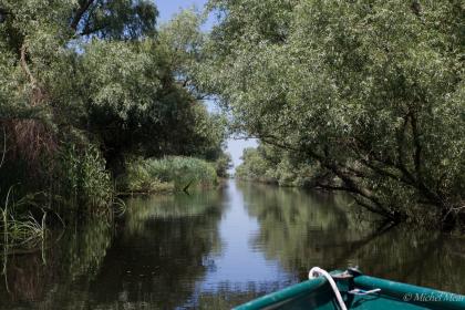 Végétation typique: saules et roseaux