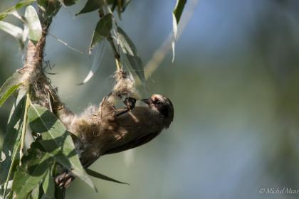 La rémiz penduline démarre la confection du nid.